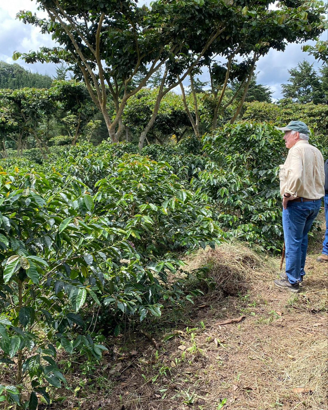 El Salvador Gesha