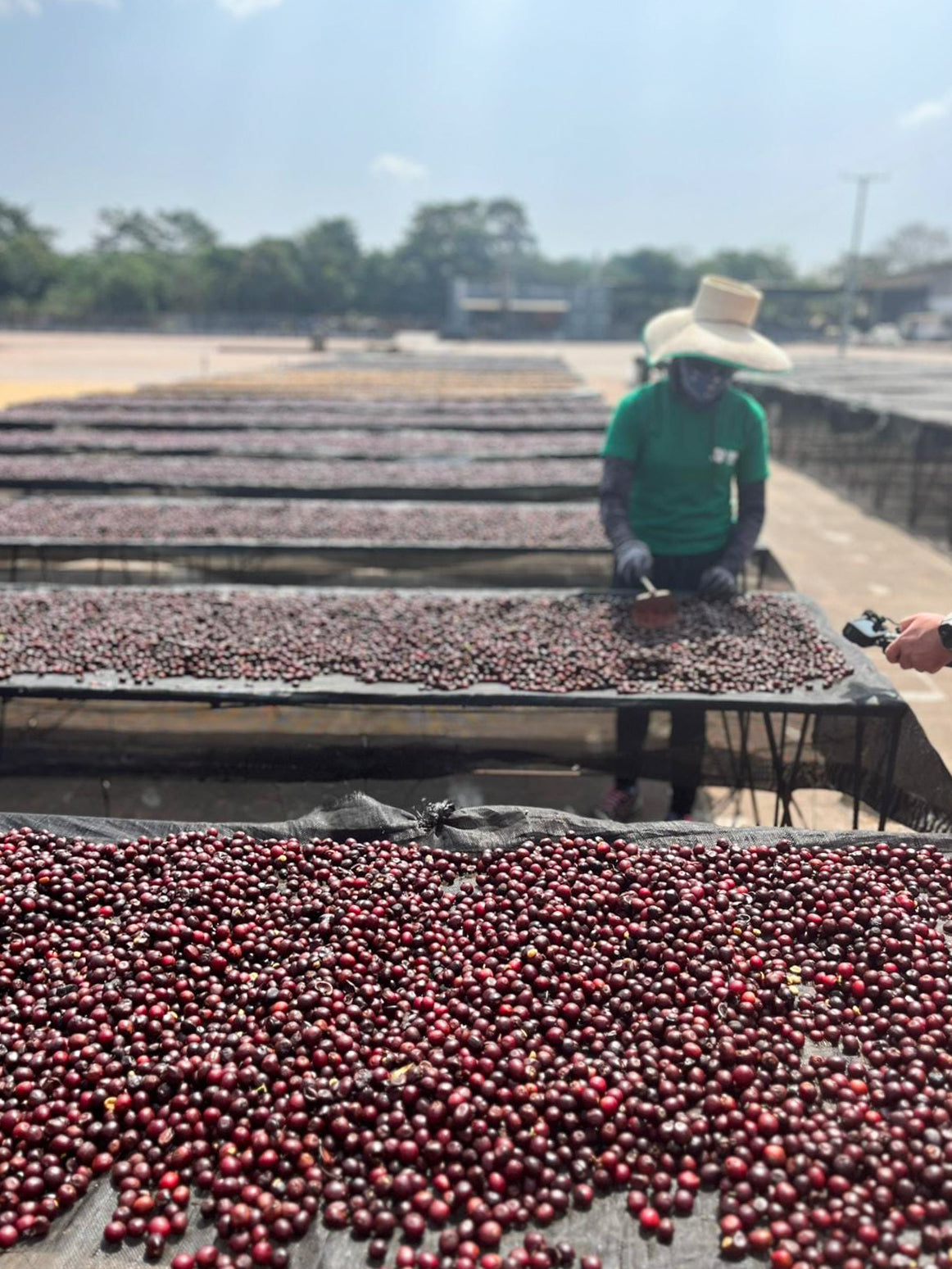 El Salvador Gesha