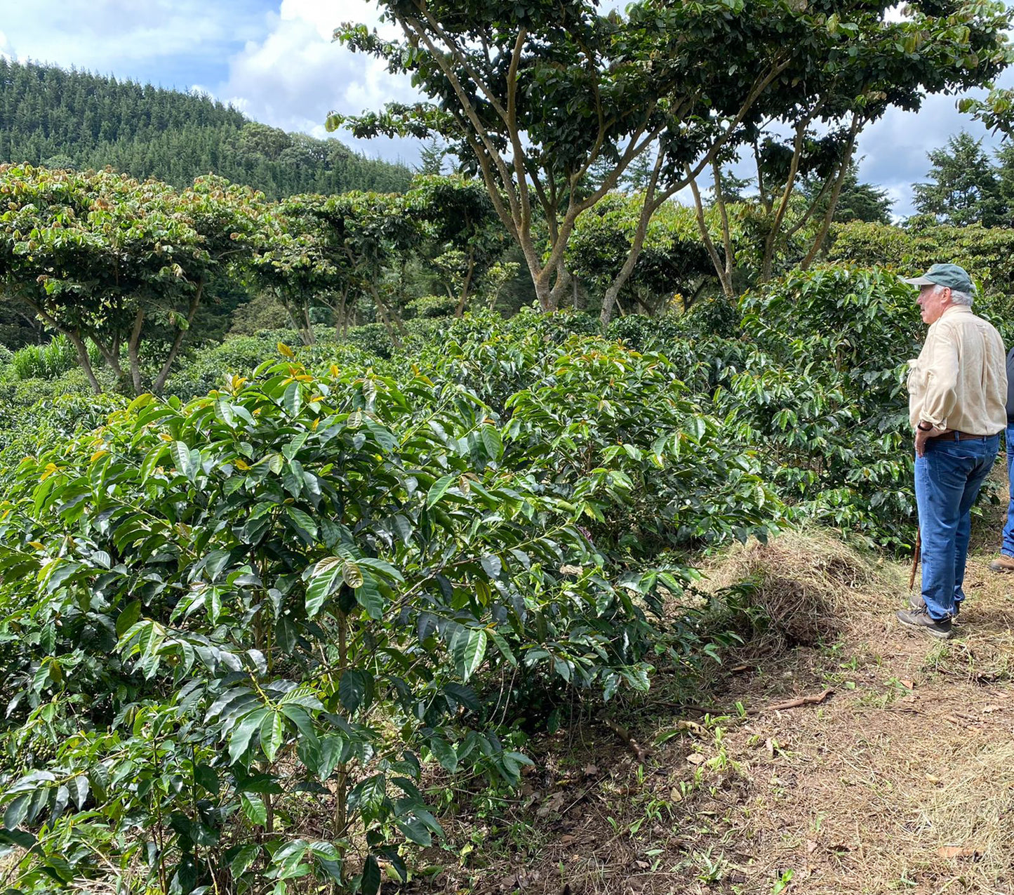 El Salvador Gesha